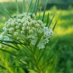 whorled milkweed thumbnail 4