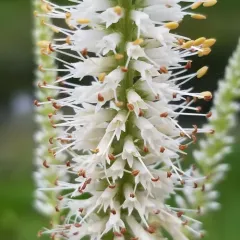 Culver's root thumbnail 3
