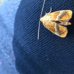 Yellow-shouldered Slug Moth thumbnail 3