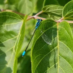 Skimming Bluet thumbnail 2