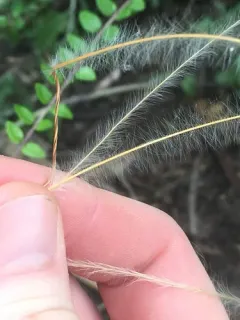 New Mexico Feathergrass thumbnail 3