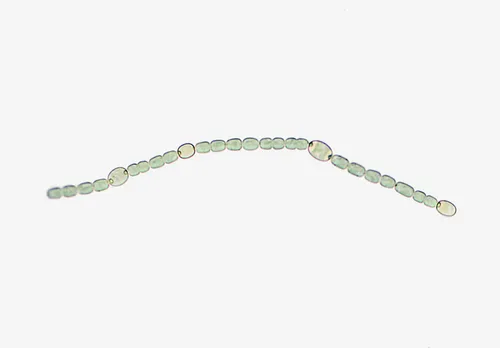 mosquito fern cyanobacterium