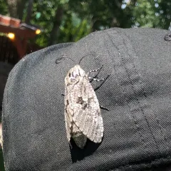 Carpenterworm Moth thumbnail 2