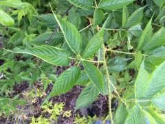 Glandstem blackberry thumbnail 4
