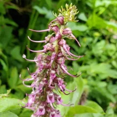 Elephant's-Head lousewort thumbnail 2