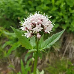 Sitka valerian thumbnail 4
