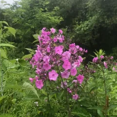 fall phlox thumbnail 3