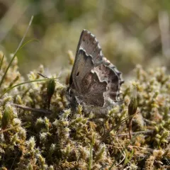 Moss's Elfin thumbnail 3