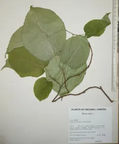 red mulberry thumbnail 4