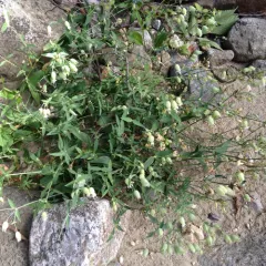 bladder campion thumbnail 6