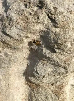 Spotted-wing Bromeliad Fly thumbnail 4