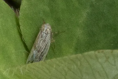 Lesser Lawn Leafhopper