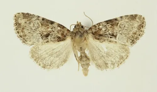 Northern Brocade