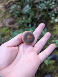 Olive Pine Spike thumbnail 4