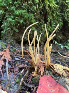 Clavaria globospora thumbnail 2