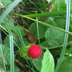 mock strawberry thumbnail 4
