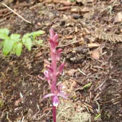 Pacific coralroot thumbnail 4