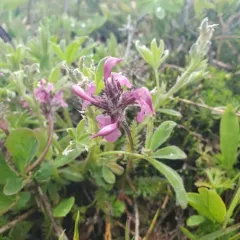 ducksbill lousewort thumbnail 4