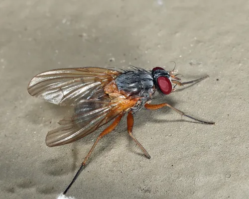 Phaonia bysia