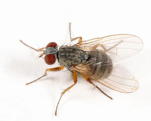 Coenosia nivea