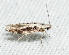 Coleotechnites Flower Moth thumbnail 3
