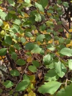 Podosphaera minor thumbnail 3