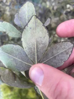 Erysiphe guarinonii thumbnail 1