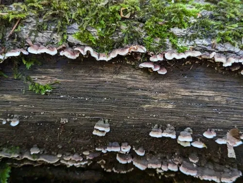 Steccherinum bourdotii