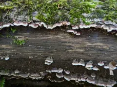Steccherinum bourdotii thumbnail 1