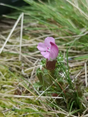 Common Lousewort