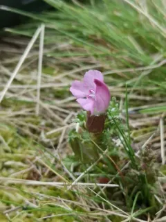 Common Lousewort thumbnail 1
