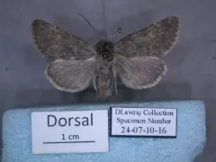 Lasionycta uniformis thumbnail 3