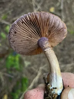 Phlegmacium spadicellum thumbnail 4