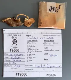 Pluteus hongoi thumbnail 4