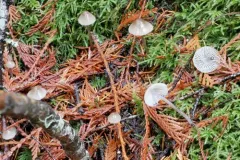 Mycena tenax thumbnail 1