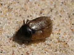 Anomala ludoviciana thumbnail 3