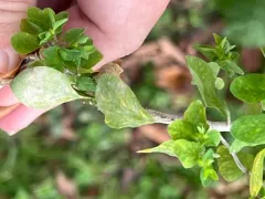 Podosphaera euphorbiae thumbnail 3