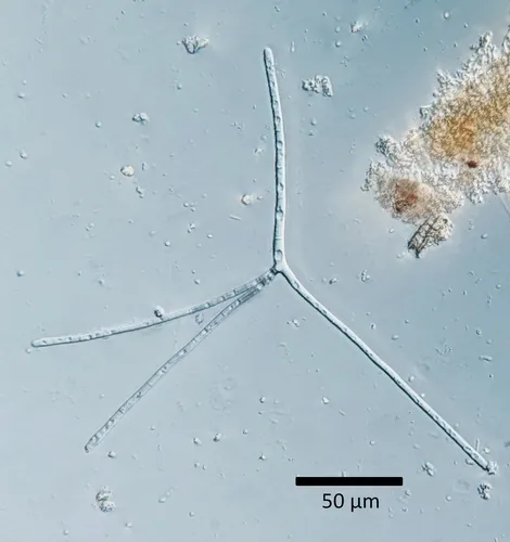 Tetrachaetum elegans
