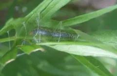 Hahncappsia neobliteralis thumbnail 1