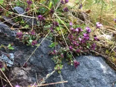 Mother of Thyme thumbnail 4