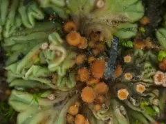 Neottiella ricciae thumbnail 1