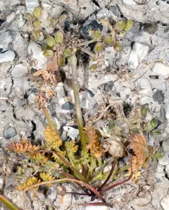 Bentonite Desertparsley thumbnail 4