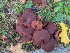 Tubaria vinicolor thumbnail 4