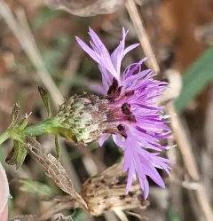 Tyrol knapweed thumbnail 3