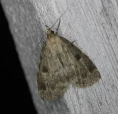 Masked Parahypenodes thumbnail 2