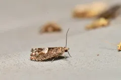 Epinotia momonana thumbnail 3