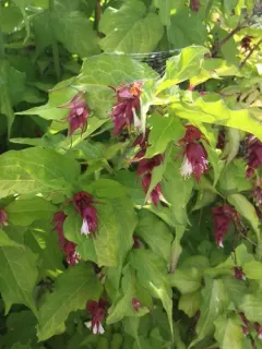 Himalayan honeysuckle thumbnail 1