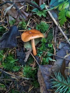 Lactarius subviscidus thumbnail 4