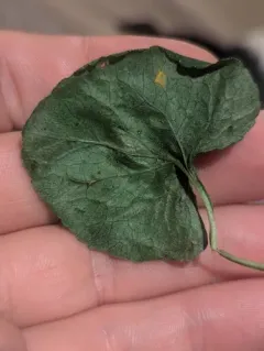 Coleosporium campanulae thumbnail 2