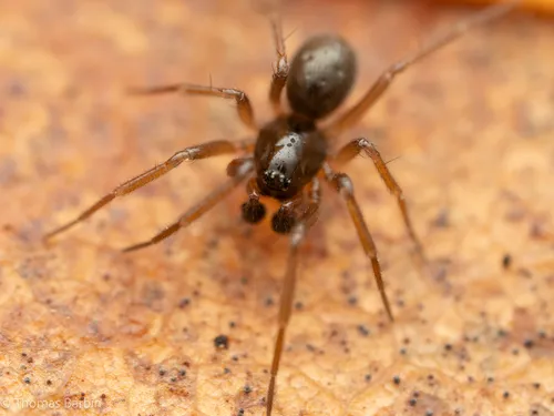 Sisicottus nesides